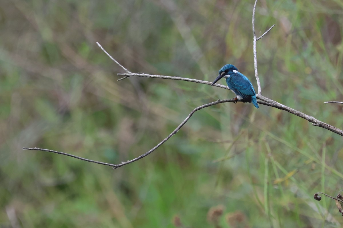 Small Blue Kingfisher - ML621425741