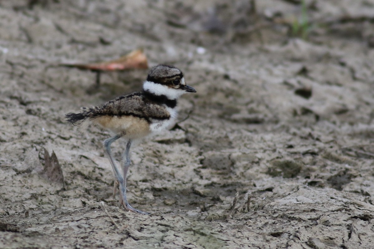 Killdeer - ML621425808