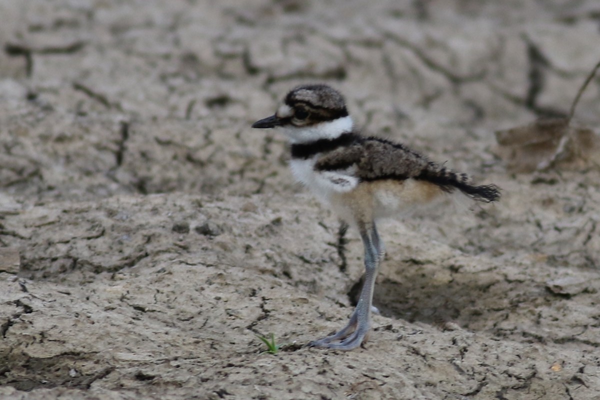 Killdeer - ML621425809