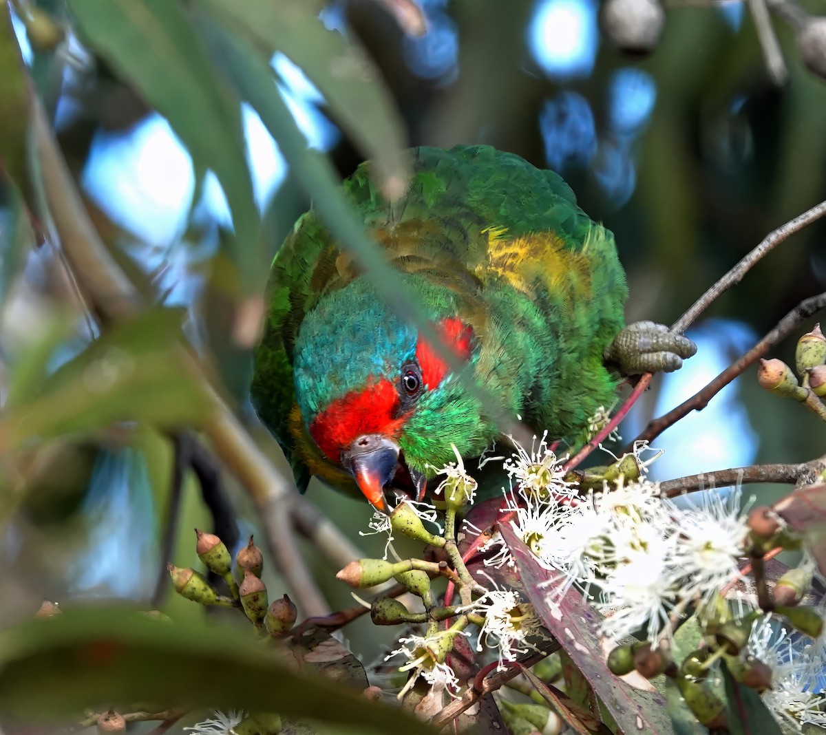 Musk Lorikeet - Russell Scott