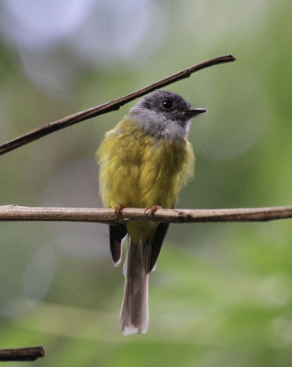 Gray-headed Canary-Flycatcher - Gehan Gunatilleke