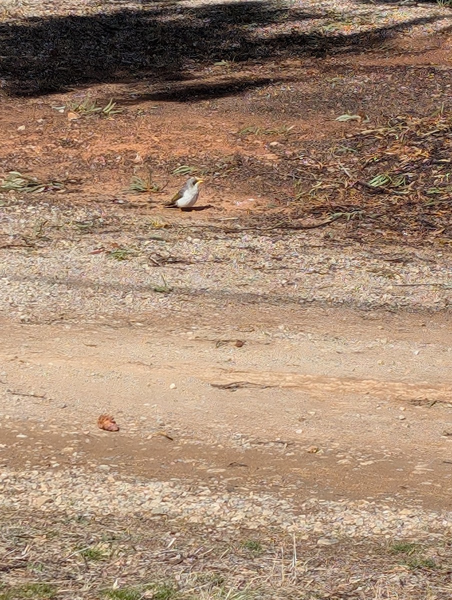 Yellow-throated Miner - ML621426007