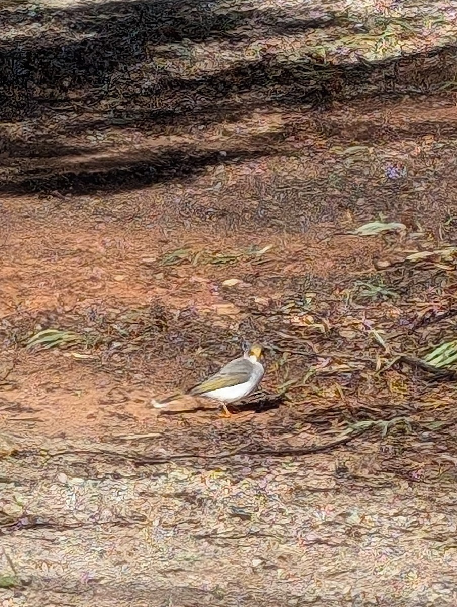 Yellow-throated Miner - ML621426010