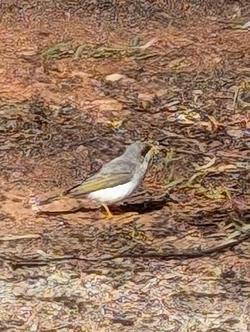 Yellow-throated Miner - ML621426011