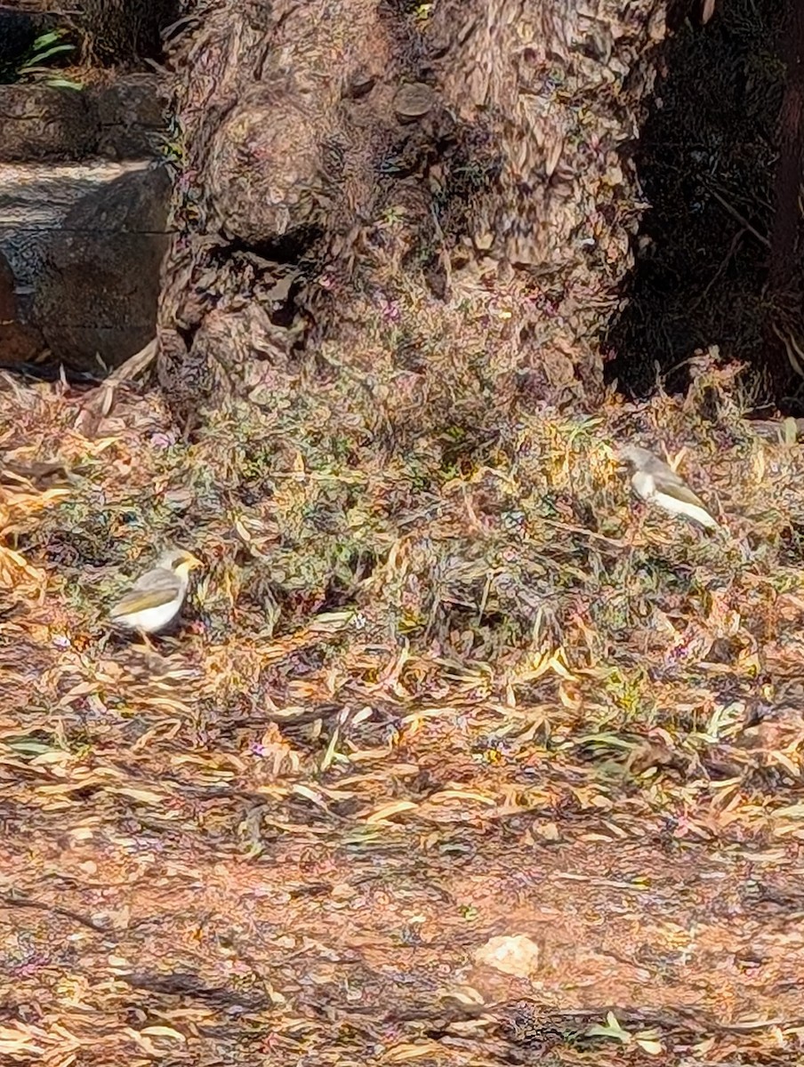 Yellow-throated Miner - ML621426012