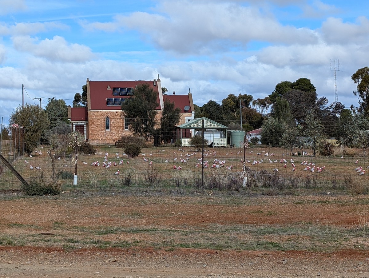 Galah - ML621426166
