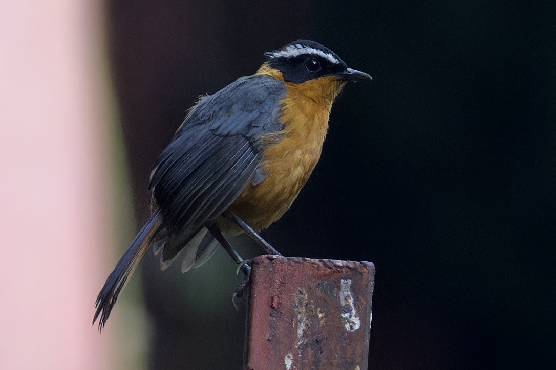 Rüppell's Robin-Chat - ML621426209