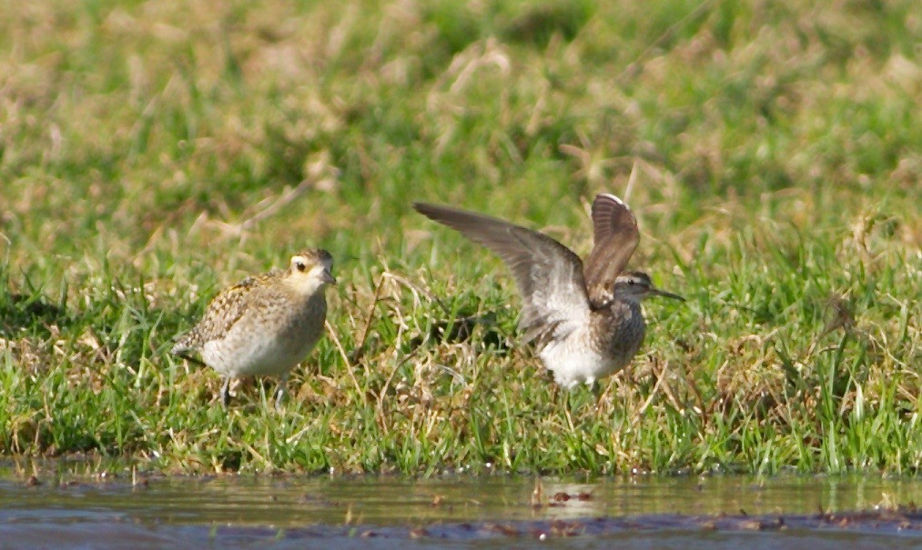 鷹斑鷸 - ML621426241