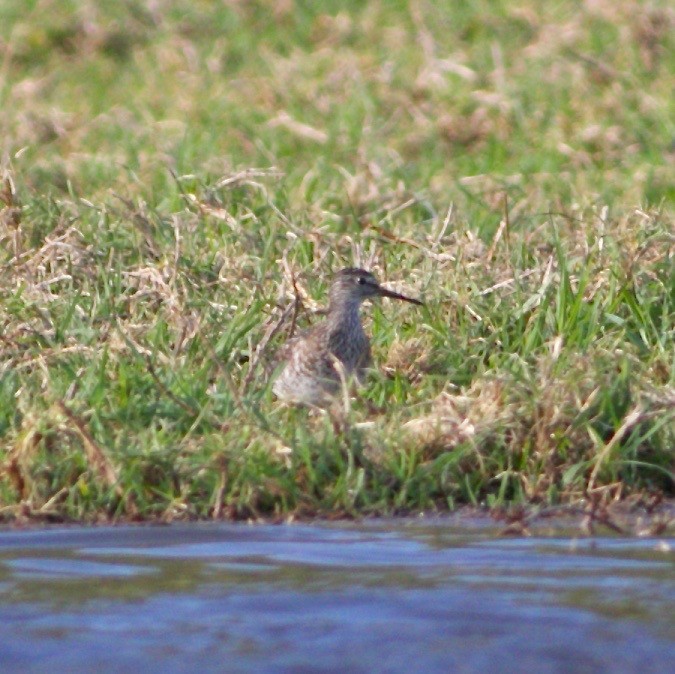 鷹斑鷸 - ML621426242