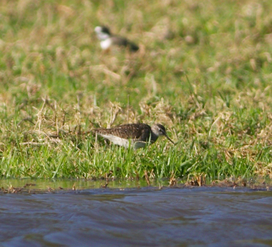 鷹斑鷸 - ML621426243