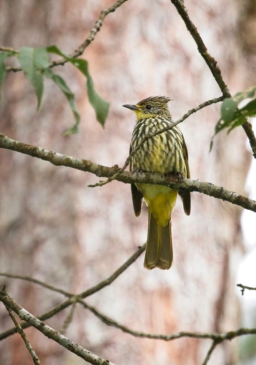 Striated Bulbul - Christopher Adler