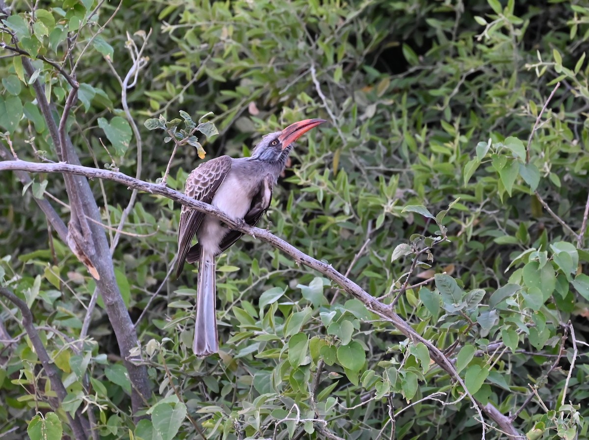 Bradfield's Hornbill - Andrew Plant