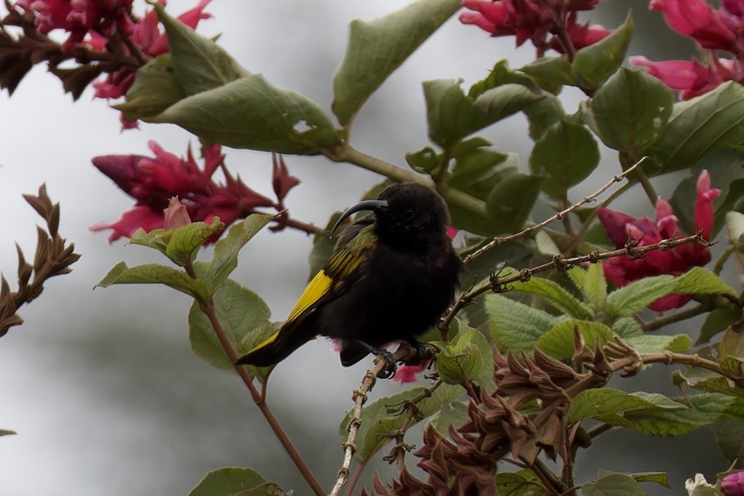 Golden-winged Sunbird - Ted Burkett