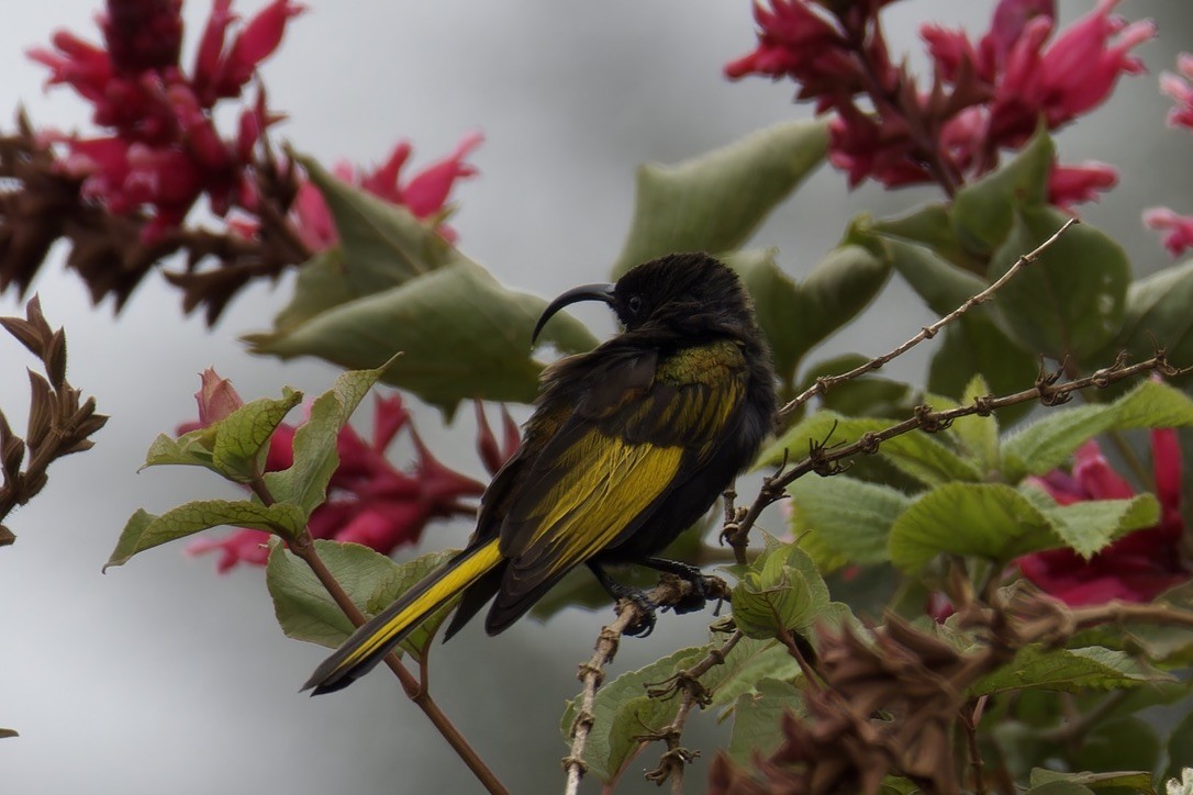 Golden-winged Sunbird - ML621426340