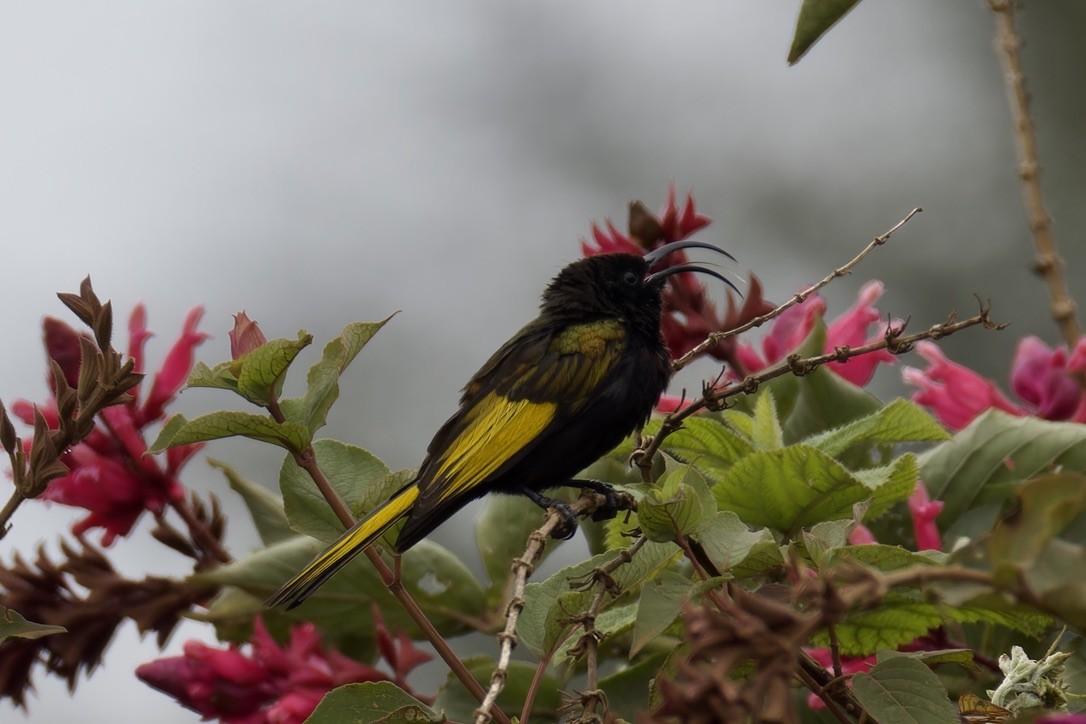 Golden-winged Sunbird - ML621426341