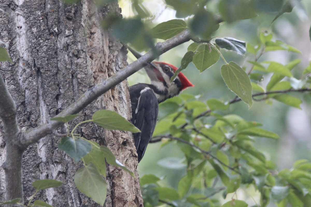 Pileated Woodpecker - ML621426566