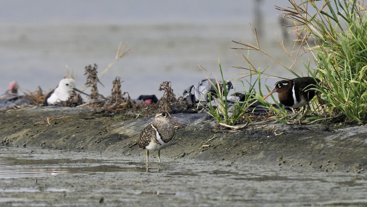 Greater Painted-Snipe - ML621426578