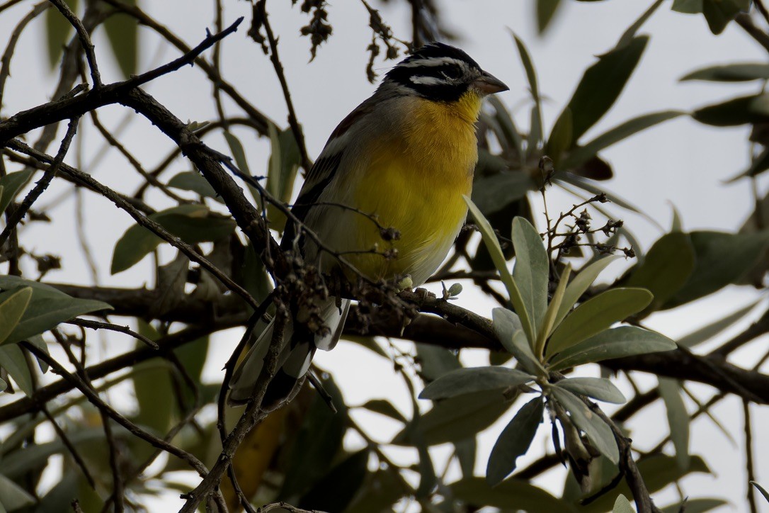Golden-breasted Bunting - ML621426580