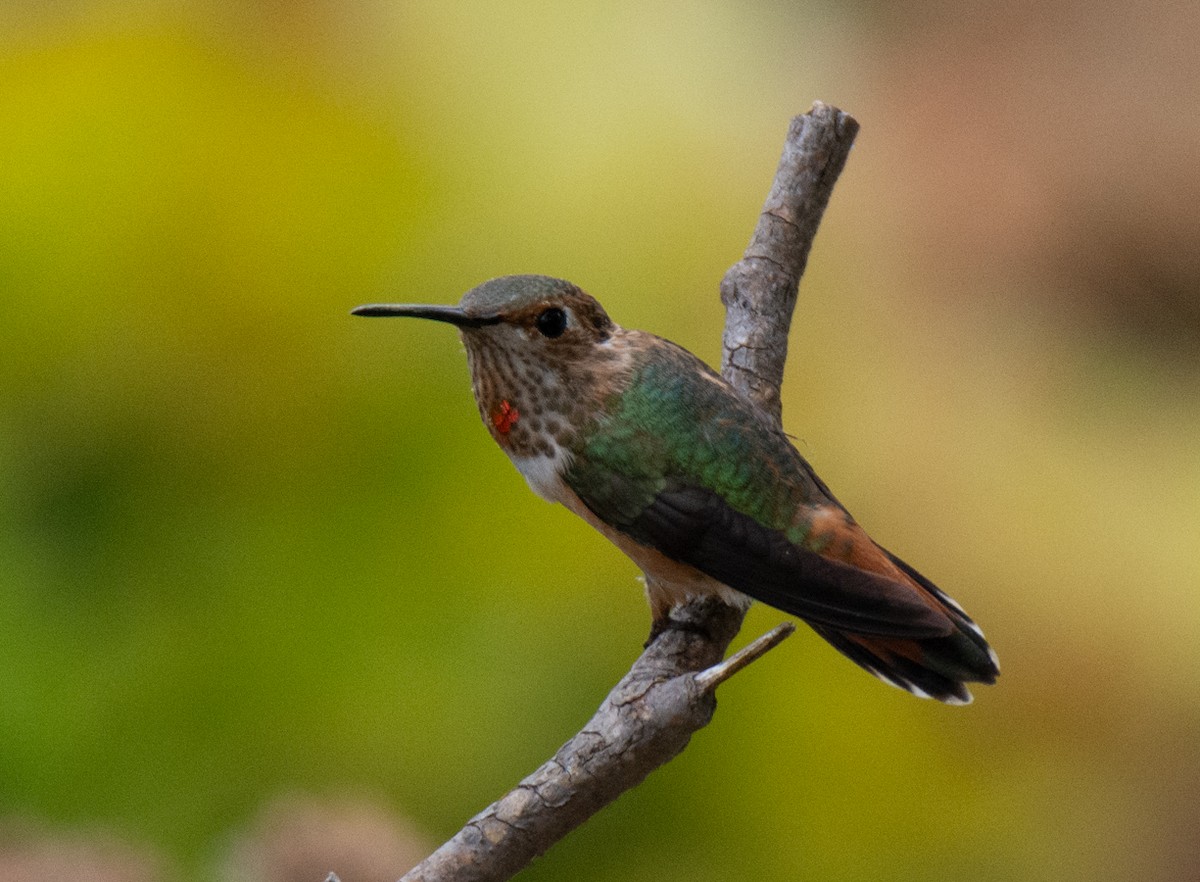 Allen's Hummingbird - ML621426582
