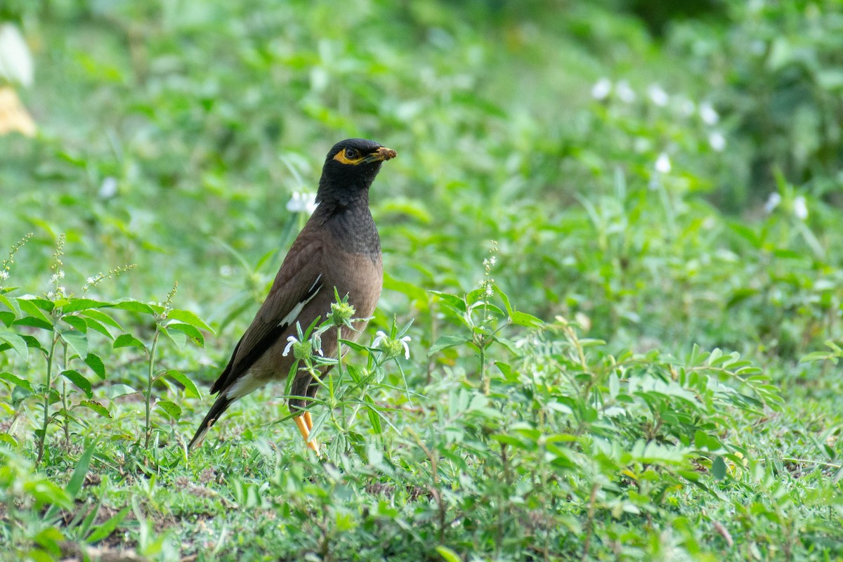 Common Myna - ML621426636