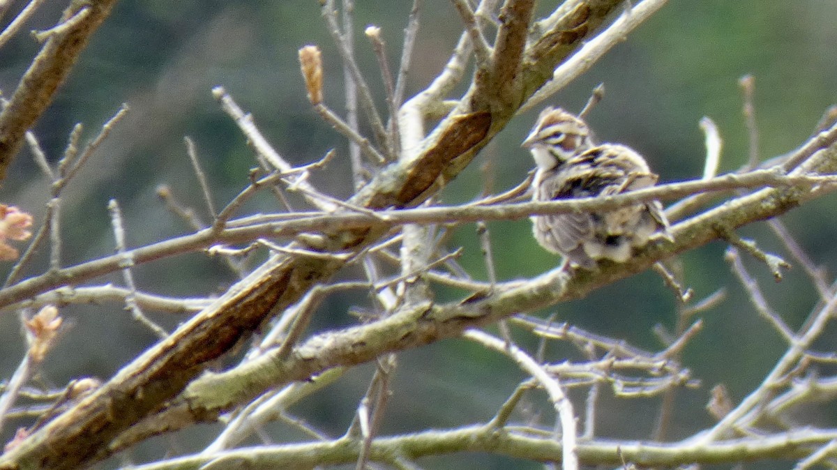 Lark Sparrow - ML621426711