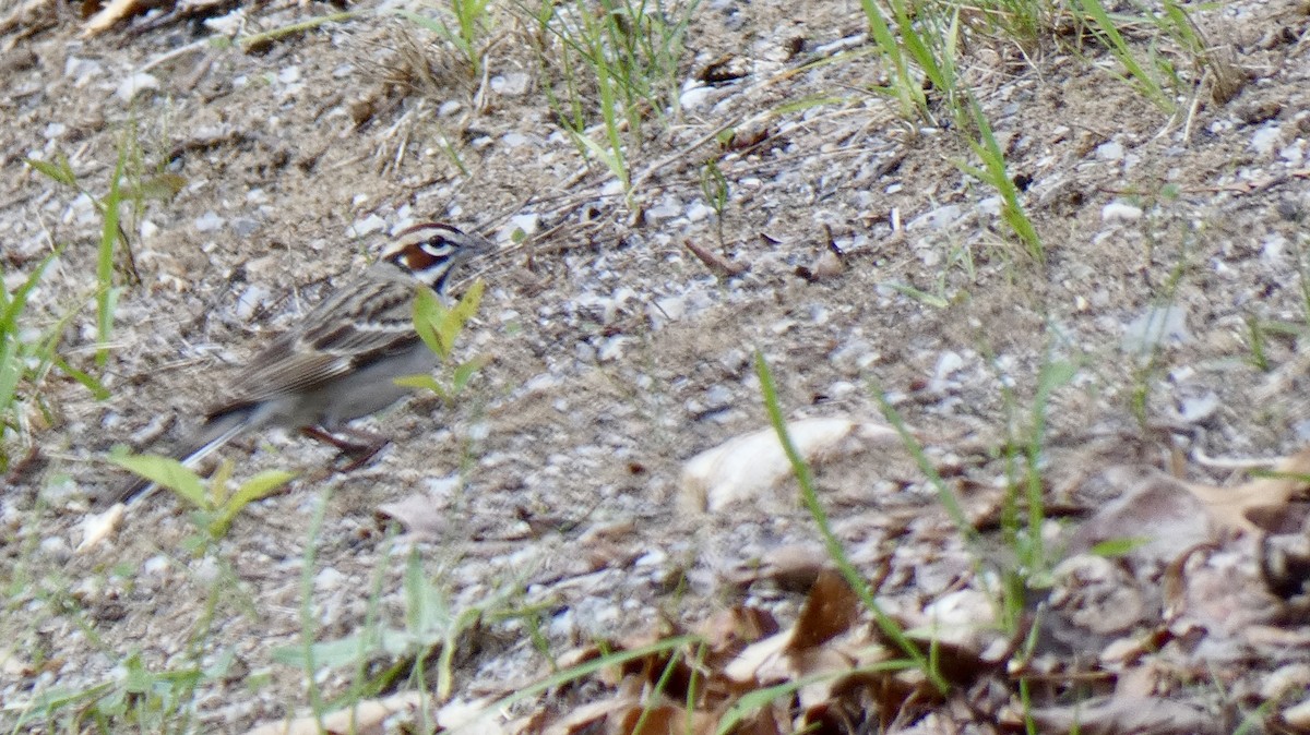 Lark Sparrow - ML621426712