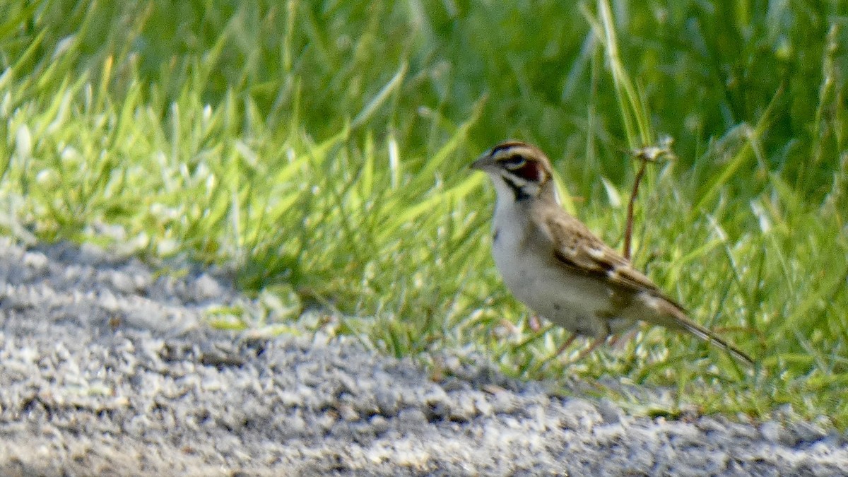 Lark Sparrow - ML621426713