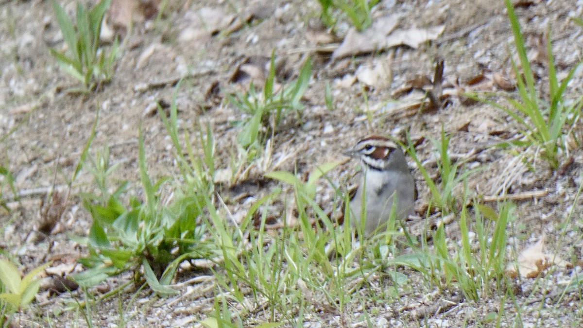 Lark Sparrow - ML621426714