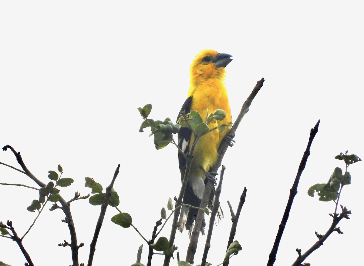 Yellow Grosbeak - ML621426734