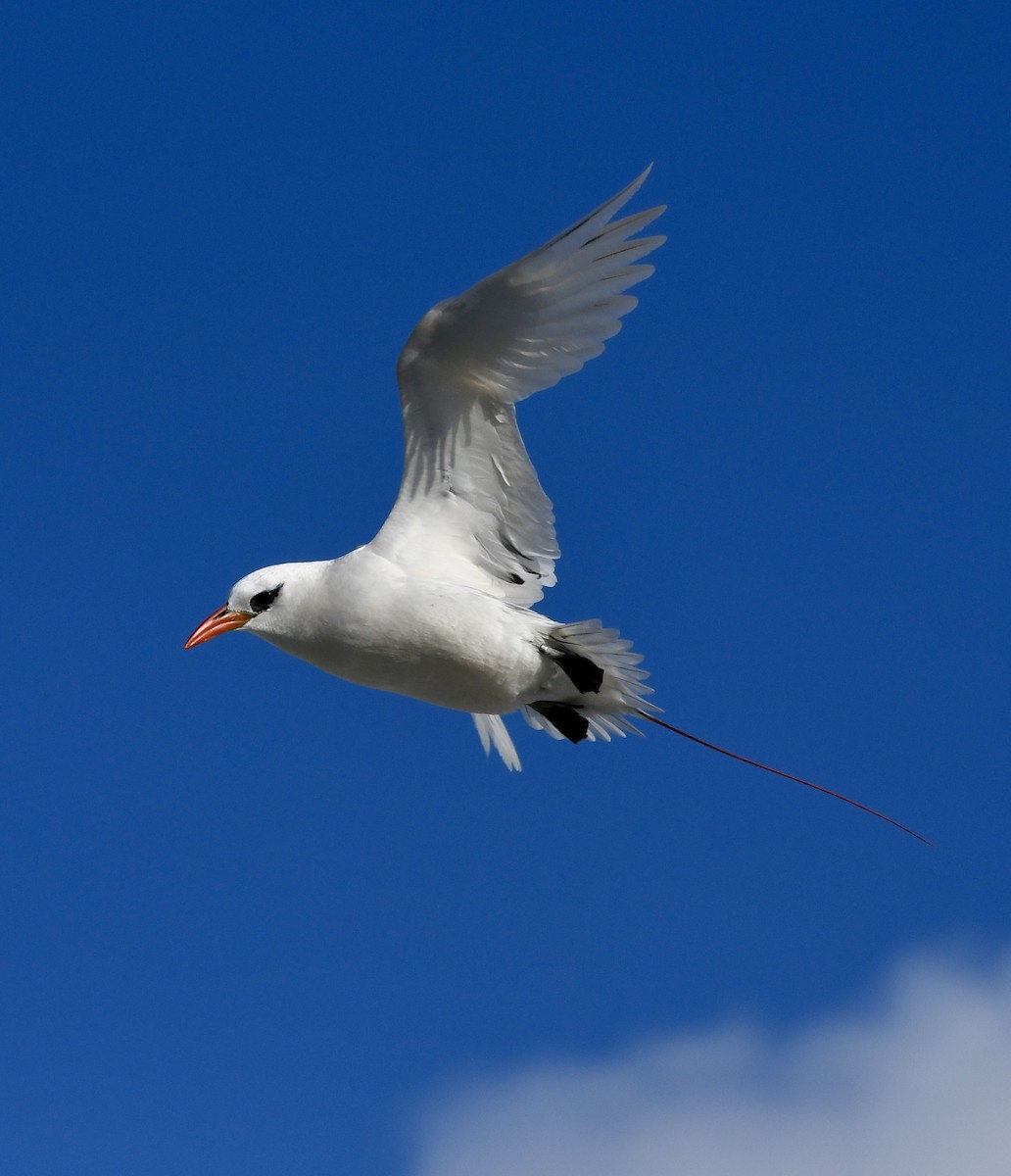 Red-tailed Tropicbird - ML621426777