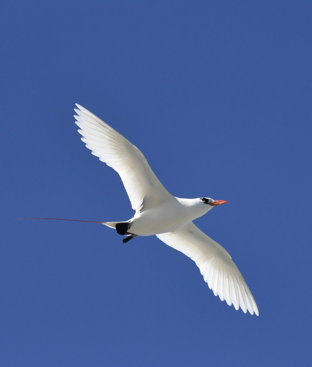 Red-tailed Tropicbird - ML621426778