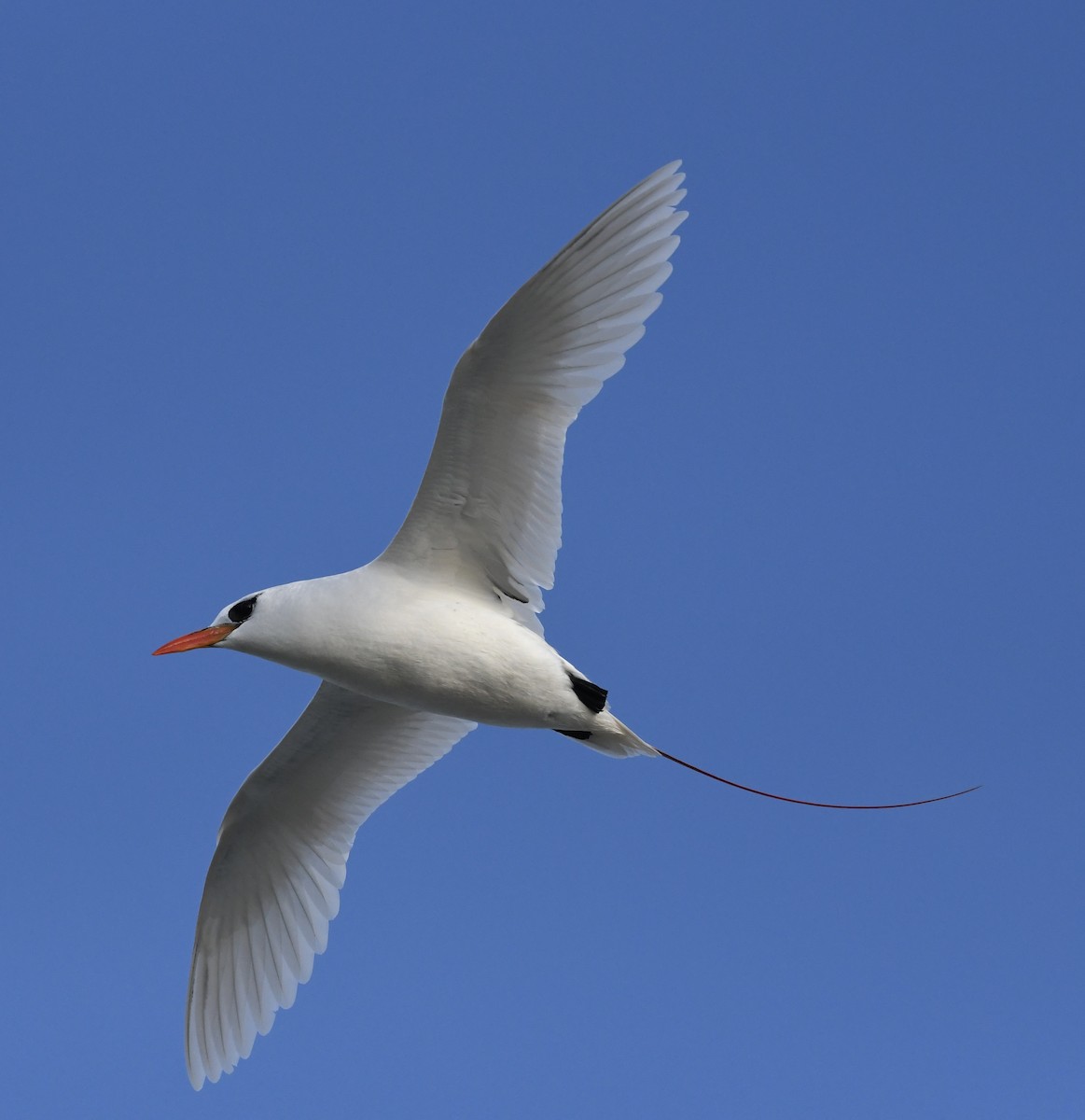 Red-tailed Tropicbird - ML621426779