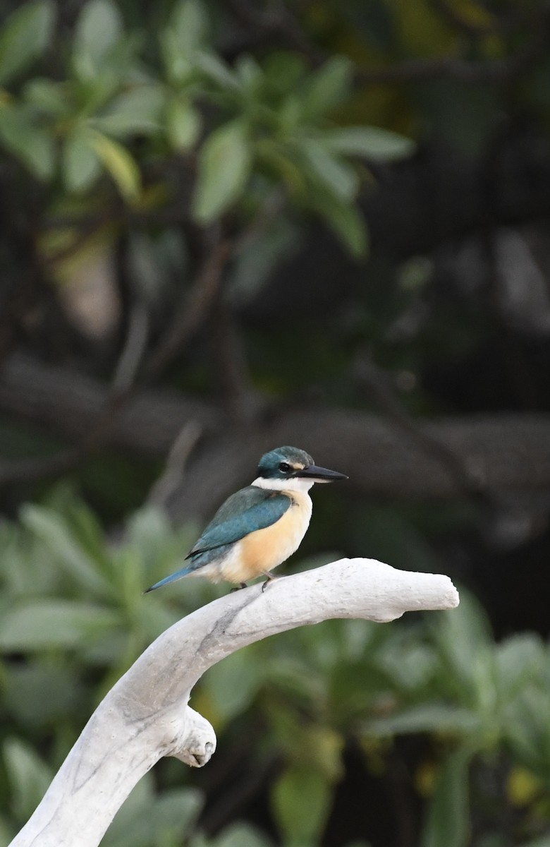 Sacred Kingfisher - ML621426783