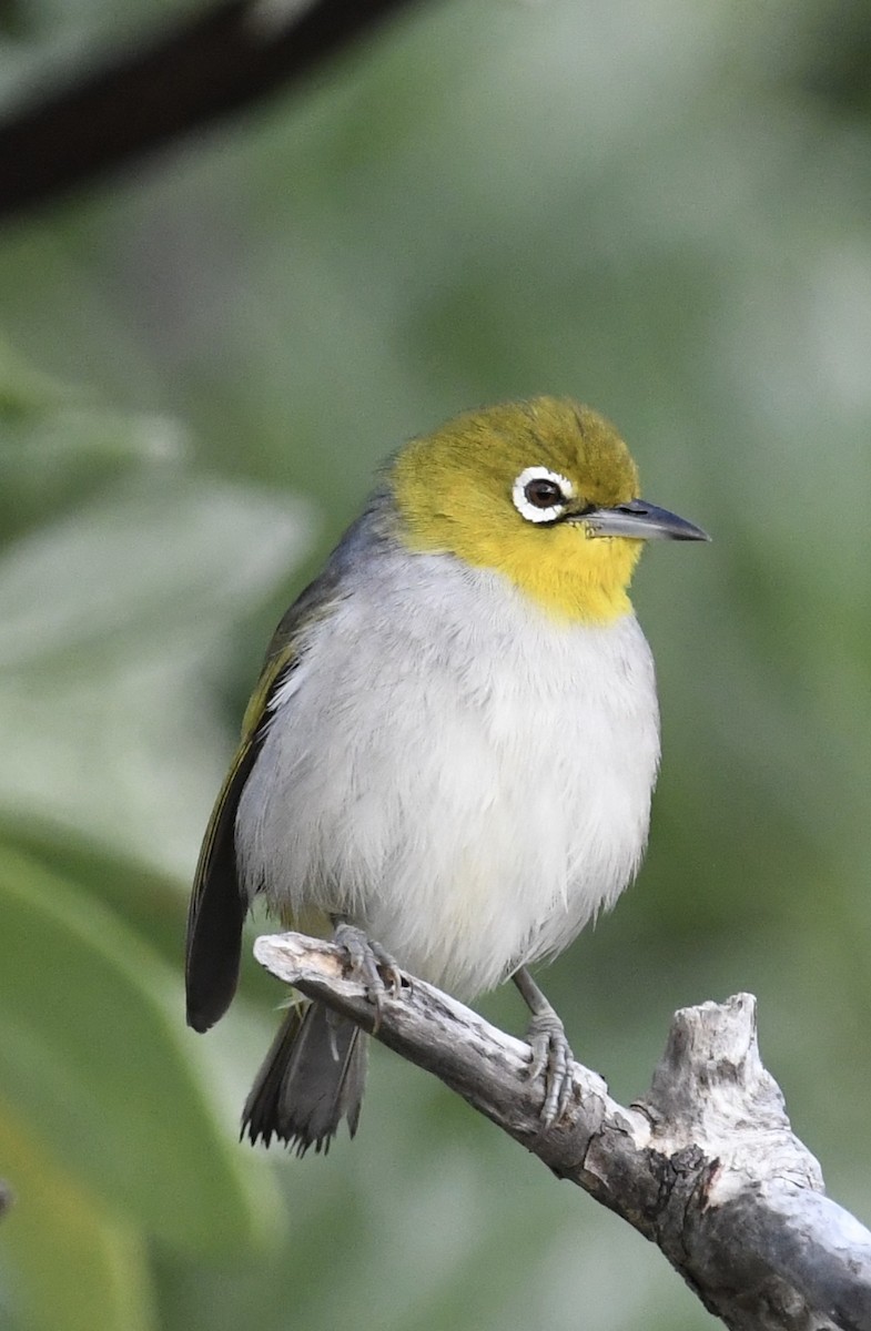 Silvereye - ML621426790