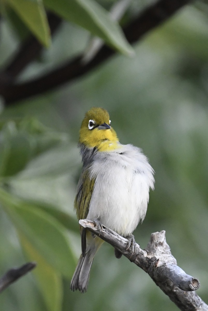 Silvereye - ML621426791