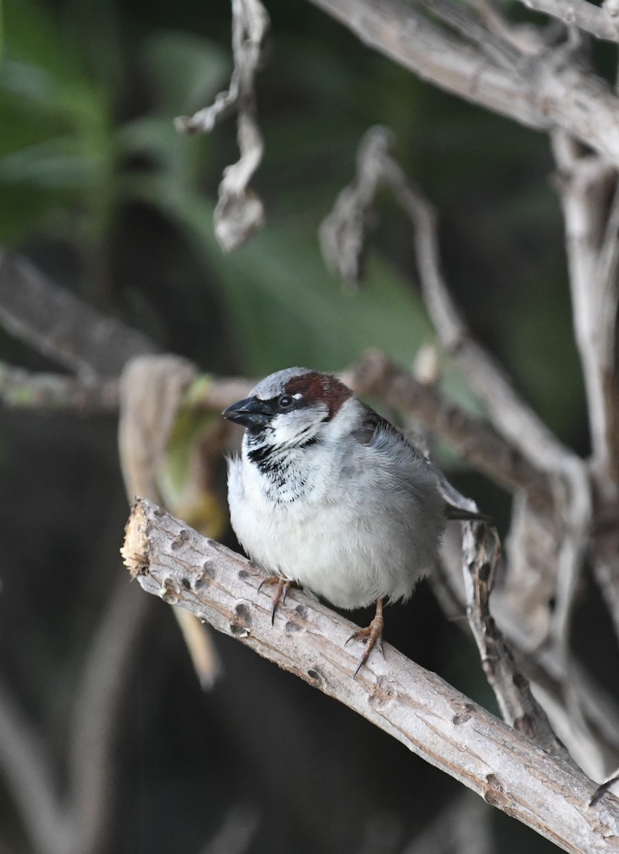 House Sparrow - ML621426795