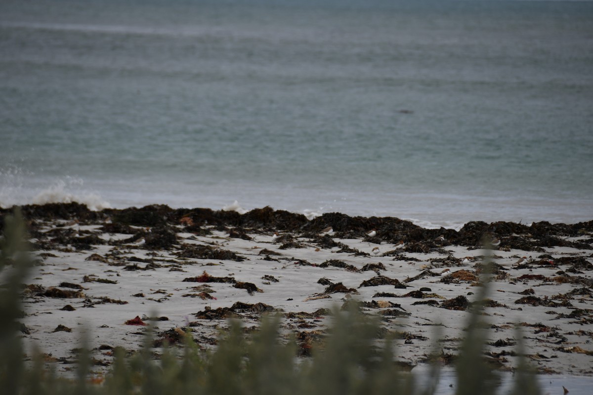 Red-necked Stint - ML621426850