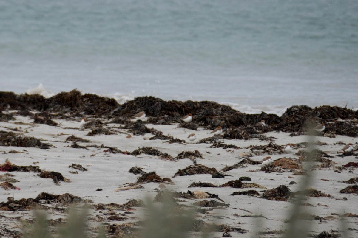Red-necked Stint - ML621426852