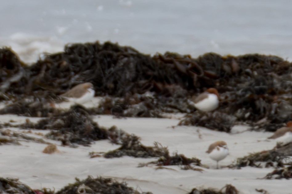 Red-necked Stint - ML621426853