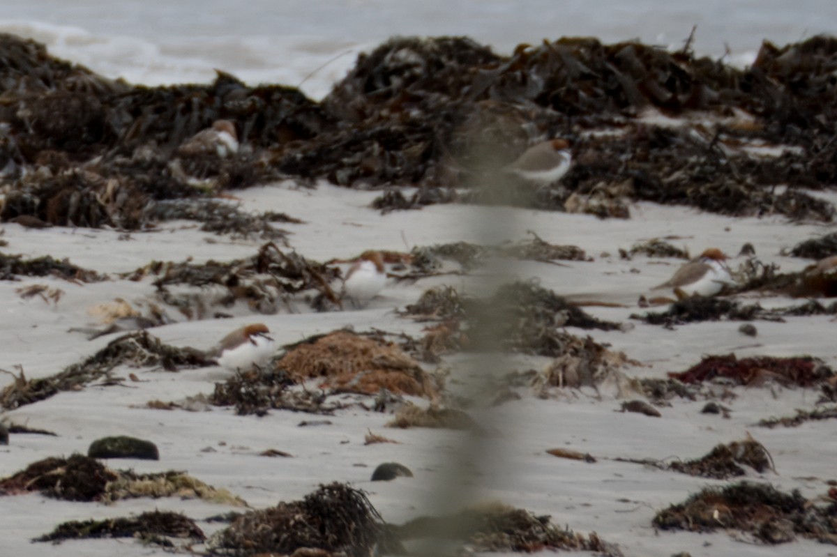 Red-necked Stint - ML621426854