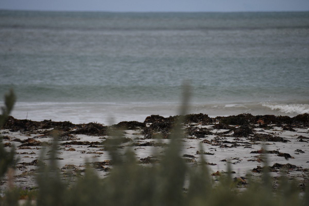 Red-necked Stint - ML621426855