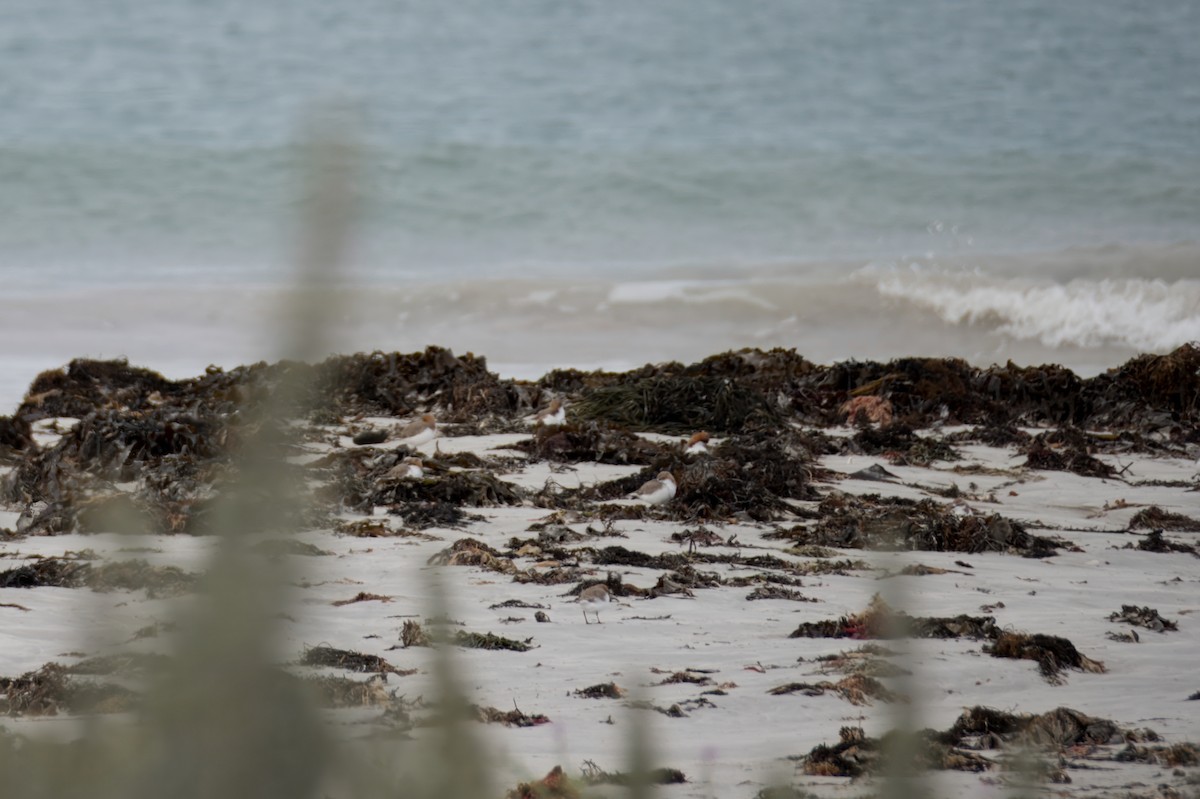 Red-necked Stint - ML621426856