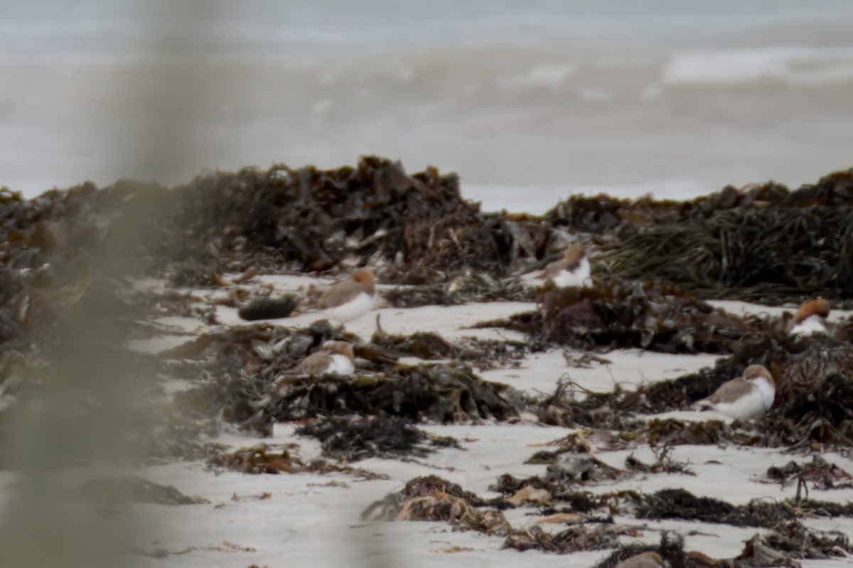 Red-necked Stint - ML621426857