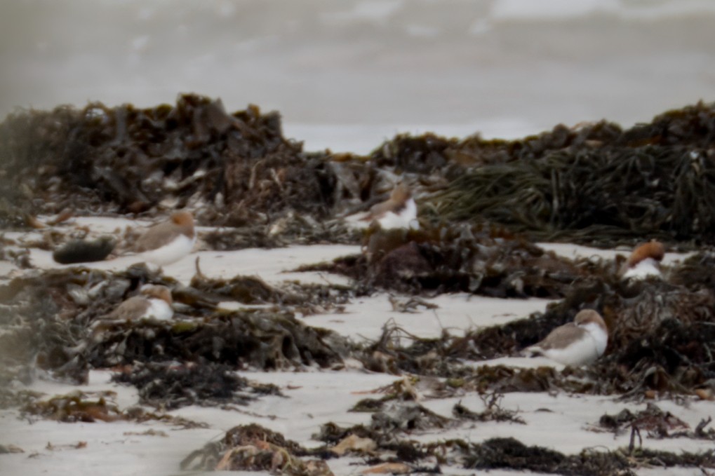 Red-necked Stint - ML621426858