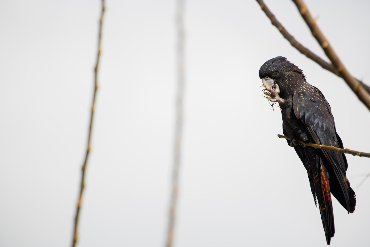Red-tailed Black-Cockatoo - ML621426862
