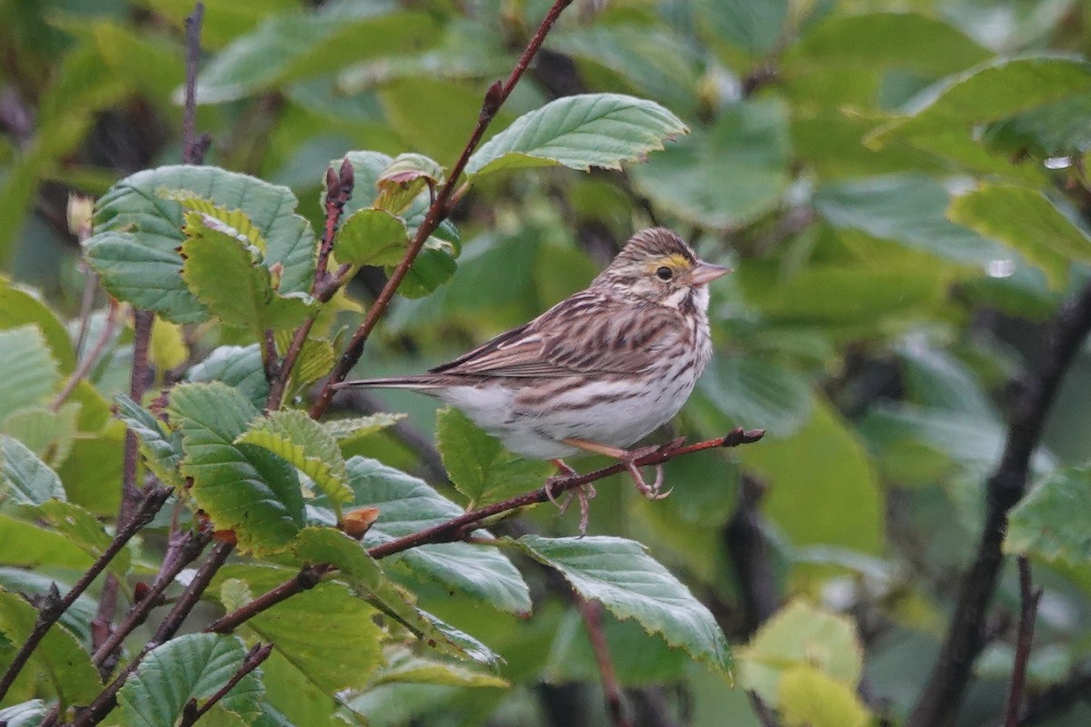 Savannah Sparrow - ML621426864