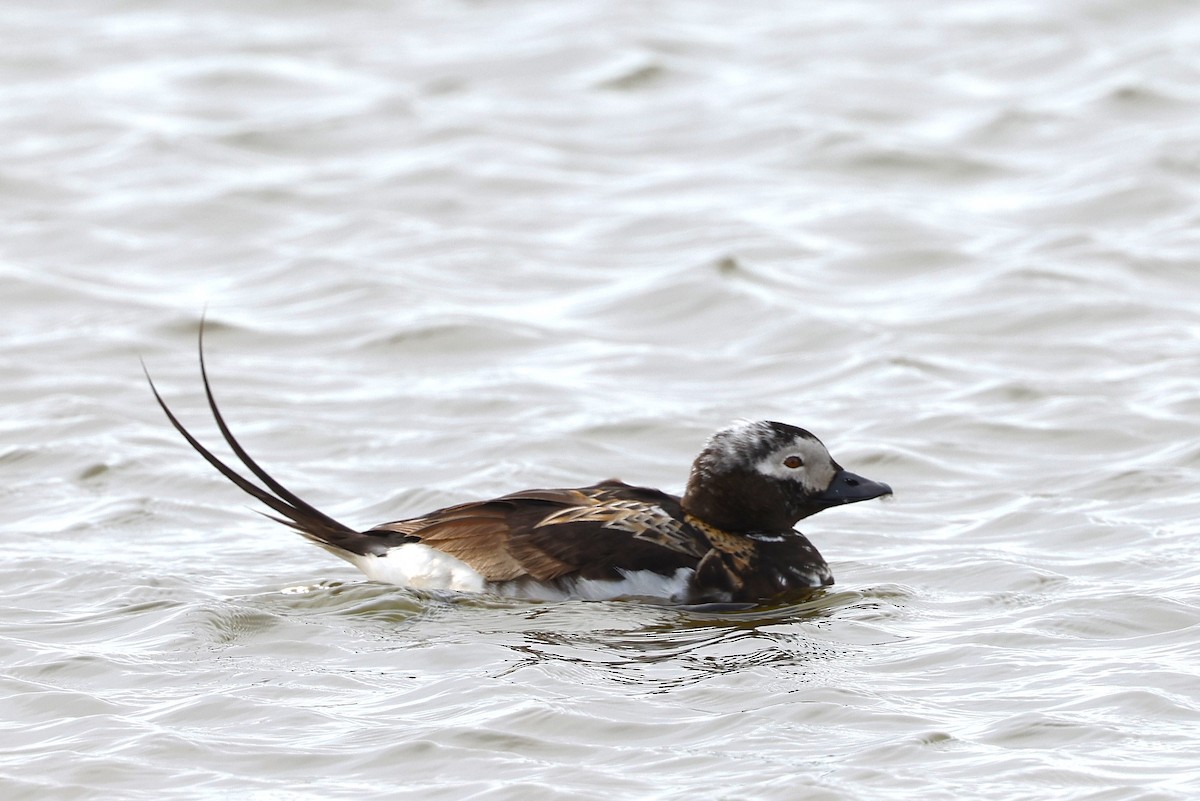 Long-tailed Duck - ML621426875
