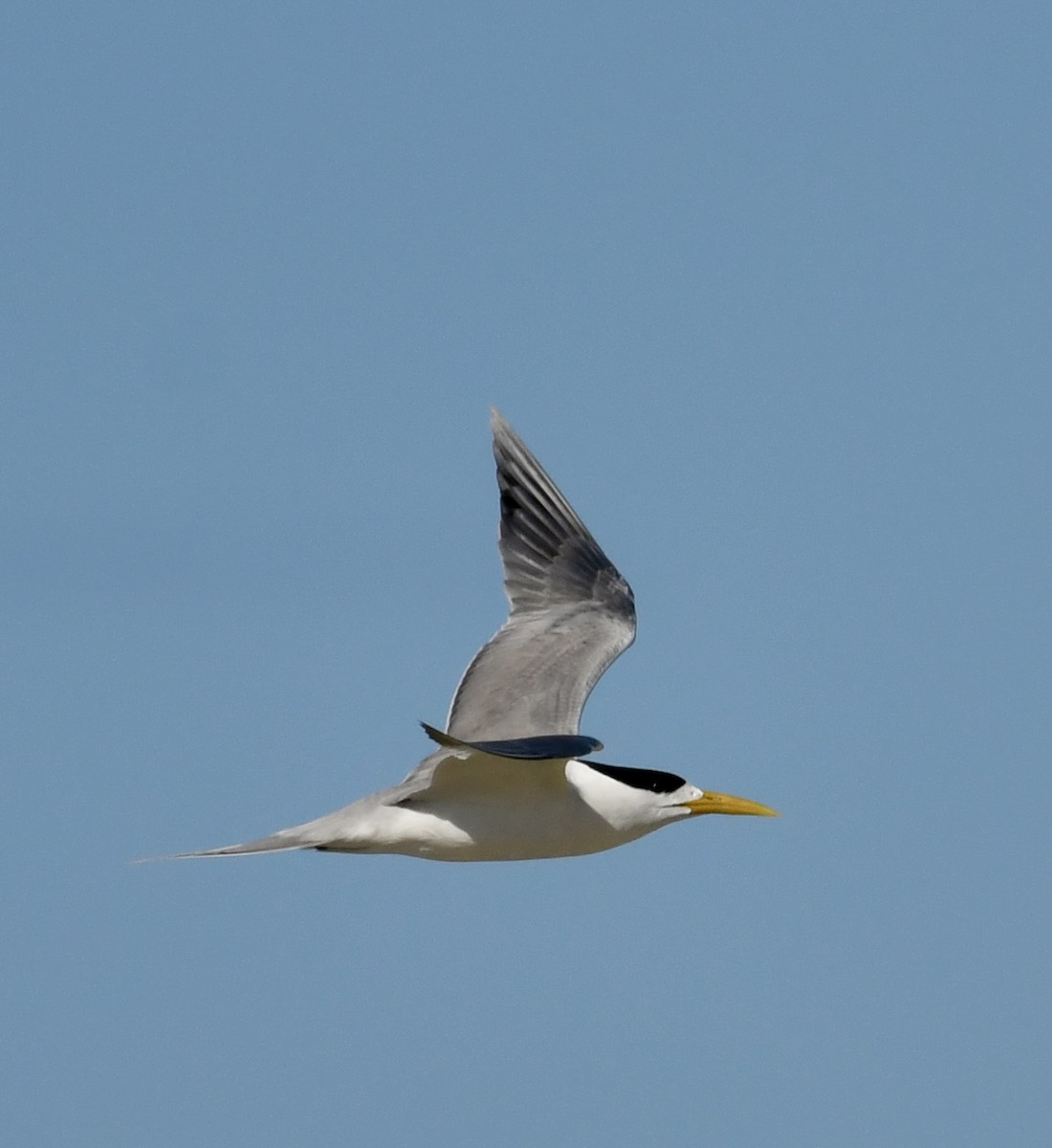 Great Crested Tern - ML621426877