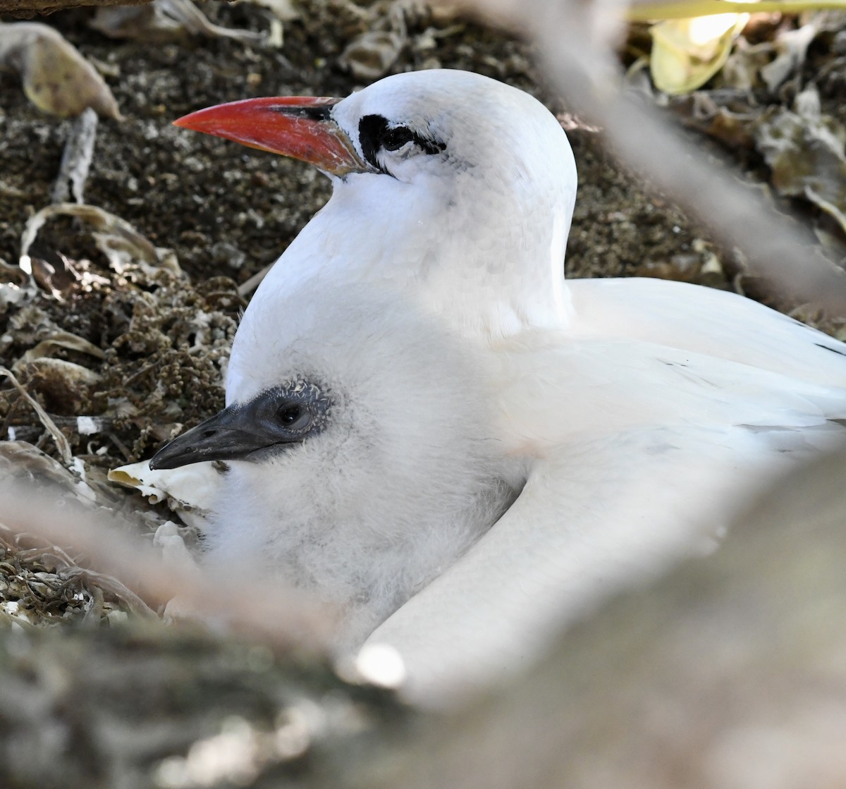 Red-tailed Tropicbird - ML621426879