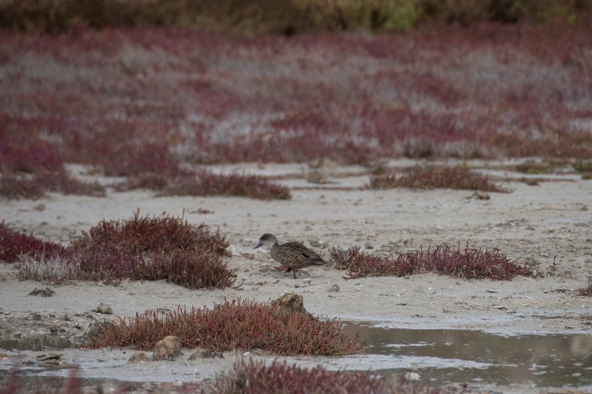 Pacific Black Duck - ML621426904